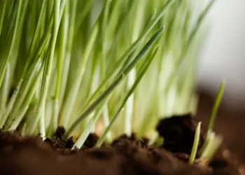 Plant Green Onions In Your Garden | The Ultimate Guide