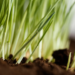 Plant Green Onions In Your Garden | The Ultimate Guide