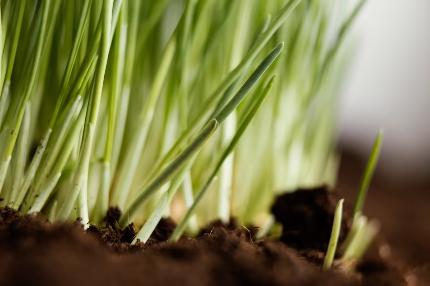 Plant Green Onions In Your Garden | The Ultimate Guide