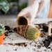 The Ultimate Indoor Guide To Cactus Plant Care