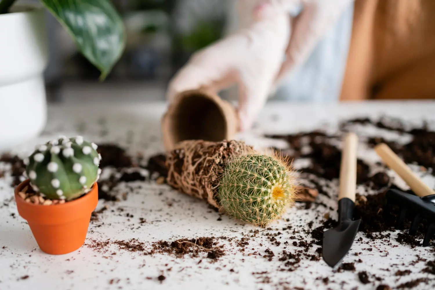 The Ultimate Indoor Guide To Cactus Plant Care