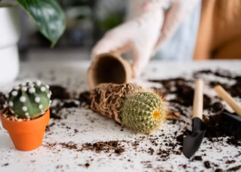 The Ultimate Indoor Guide To Cactus Plant Care