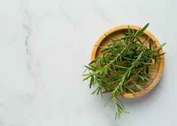 Rosemary Plant Indoor - How To Care And Grow