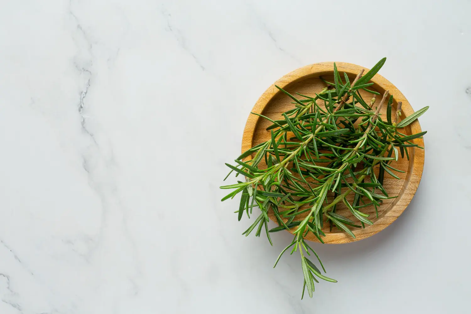 Rosemary Plant Indoor - How To Care And Grow