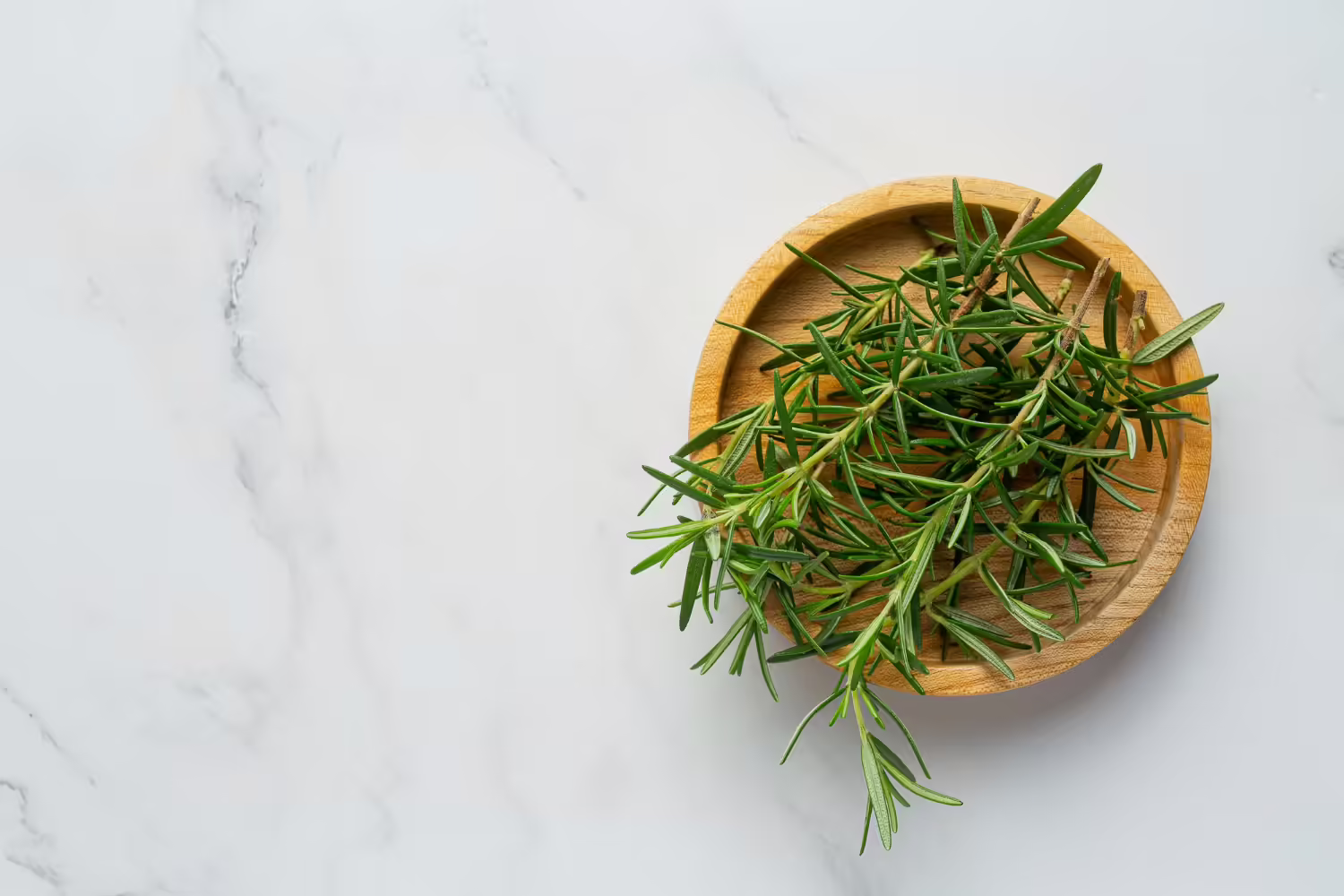 Rosemary Plant Indoor - How To Care And Grow