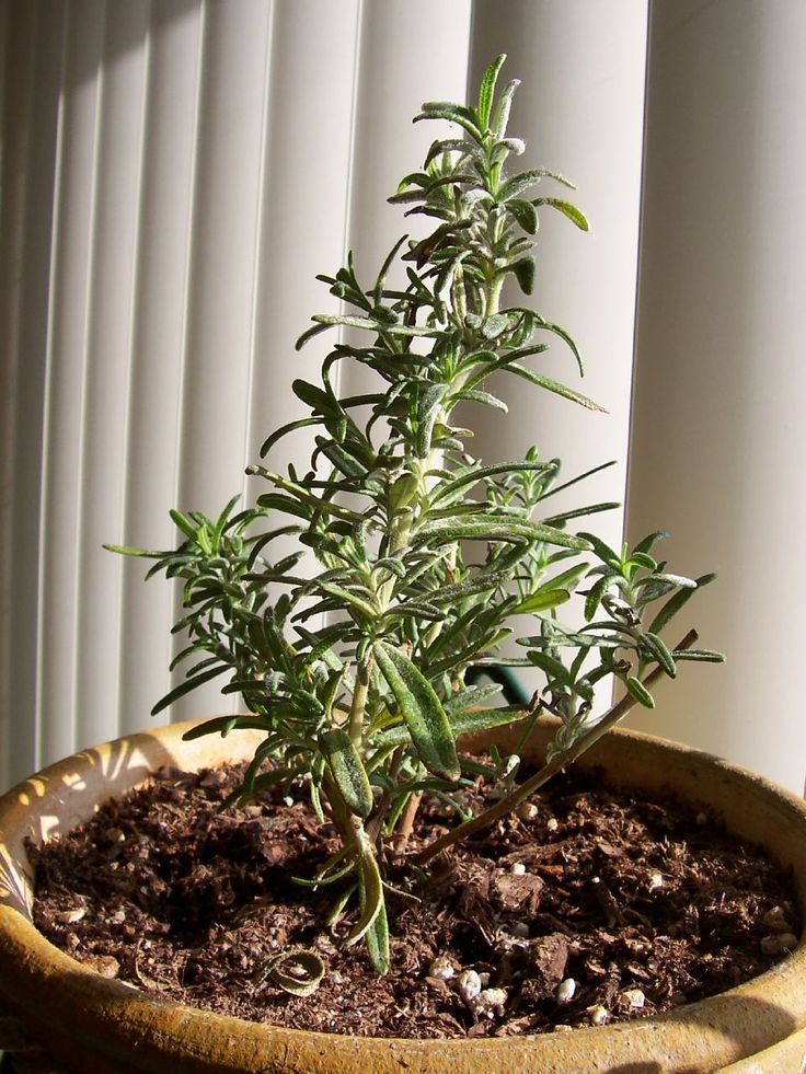 Rosemary Plant Indoor - How To Care And Grow 6 how to care for rosemary indoors