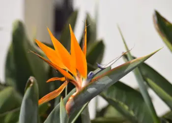 Bird of Paradise Plant Care: Your Ultimate Indoor Guide!