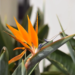 Bird of Paradise Plant Care: Your Ultimate Indoor Guide!