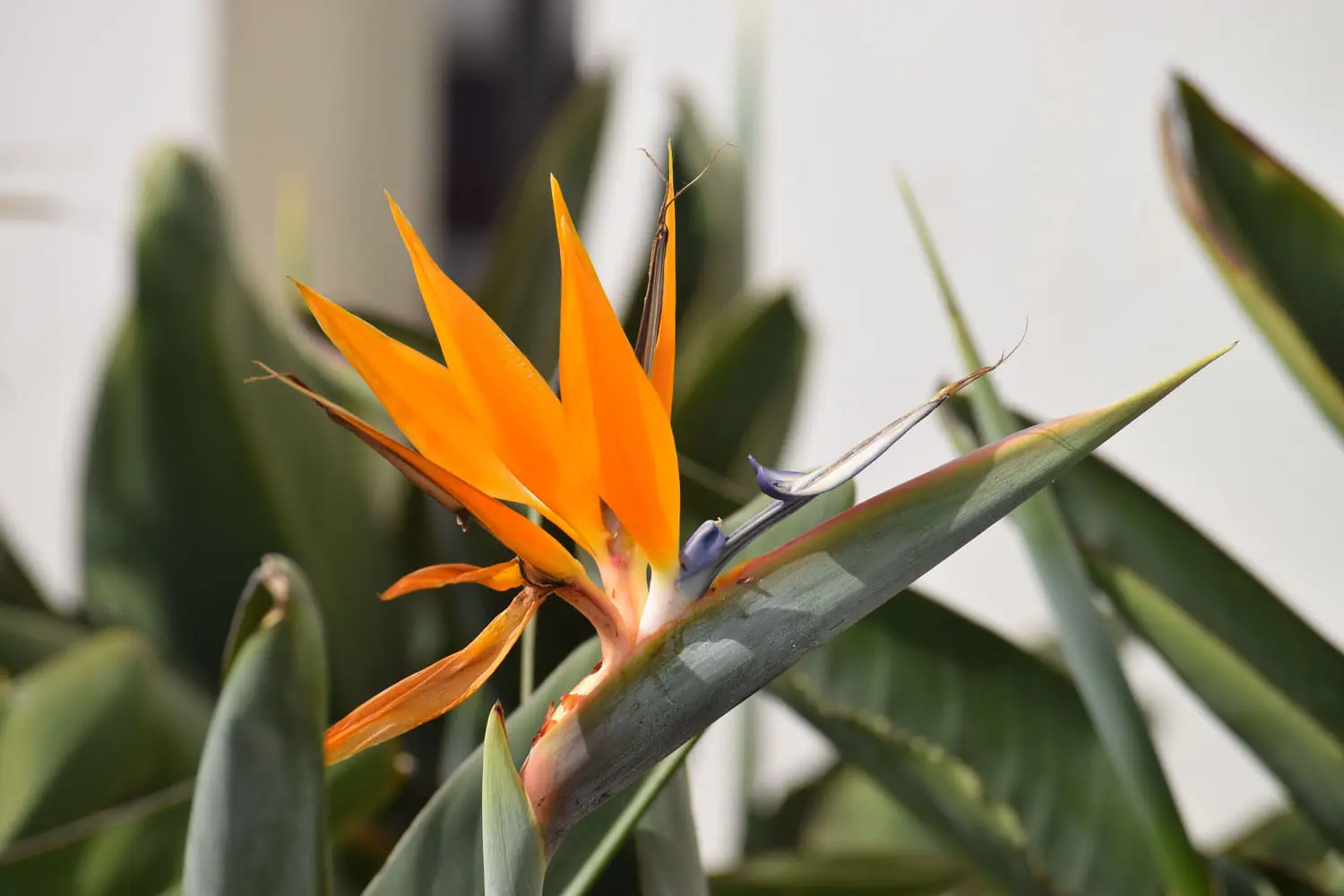 Bird of Paradise Plant Care: Your Ultimate Indoor Guide!