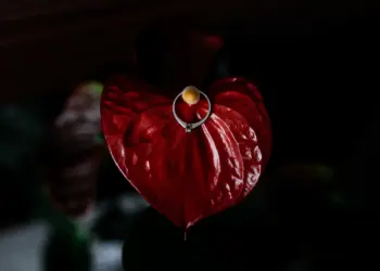 Aglaonema Red Care - What You Need To Know!