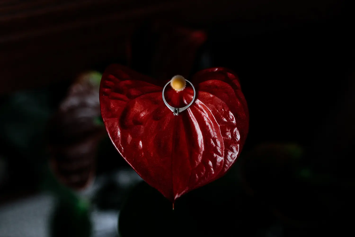 Aglaonema Red Care - What You Need To Know!