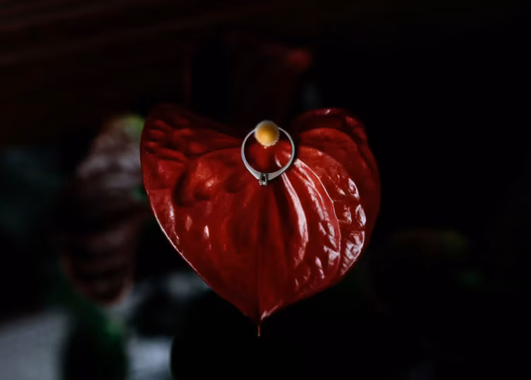 Aglaonema Red Care - What You Need To Know!