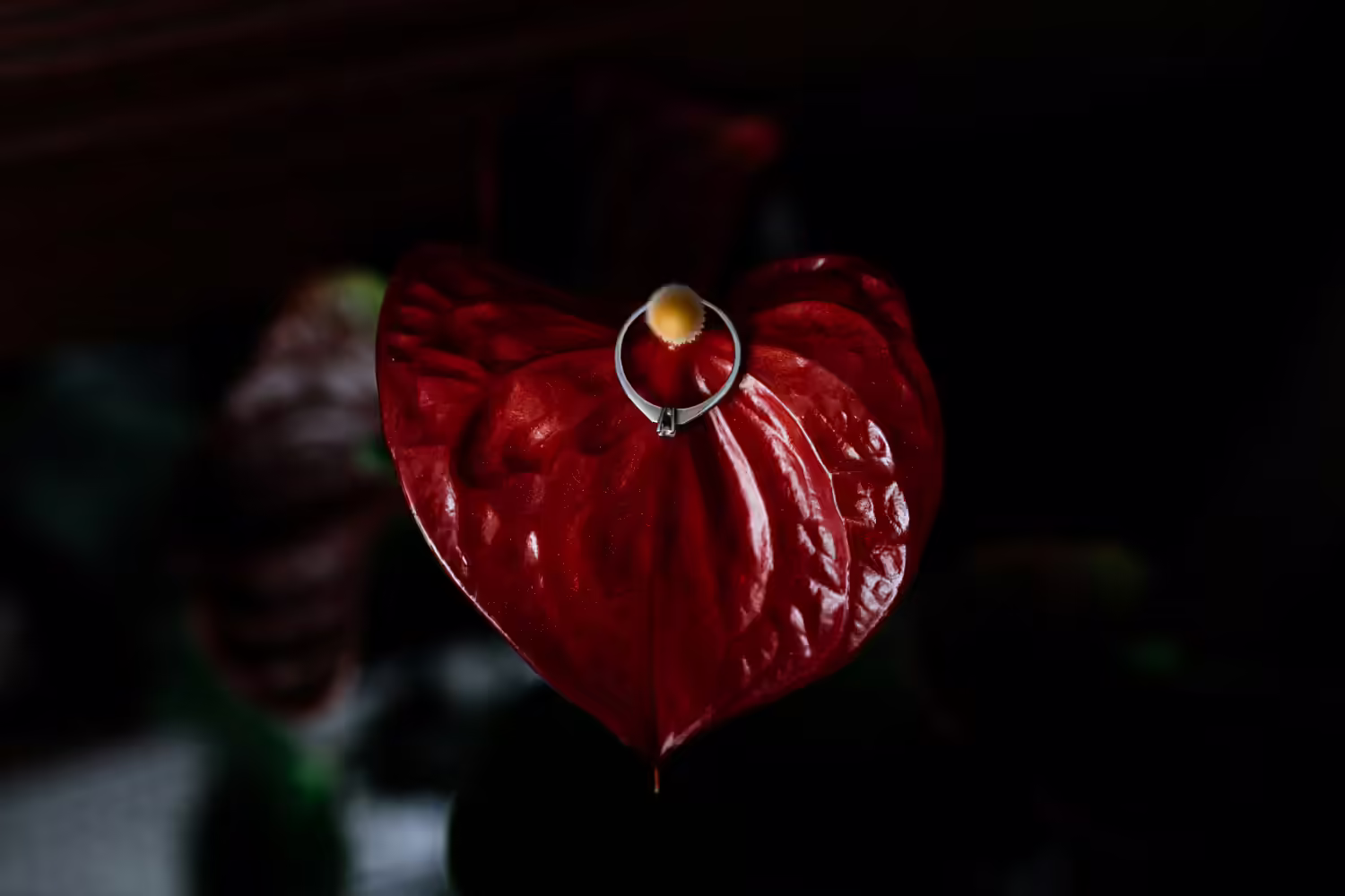 Aglaonema Red Care - What You Need To Know!