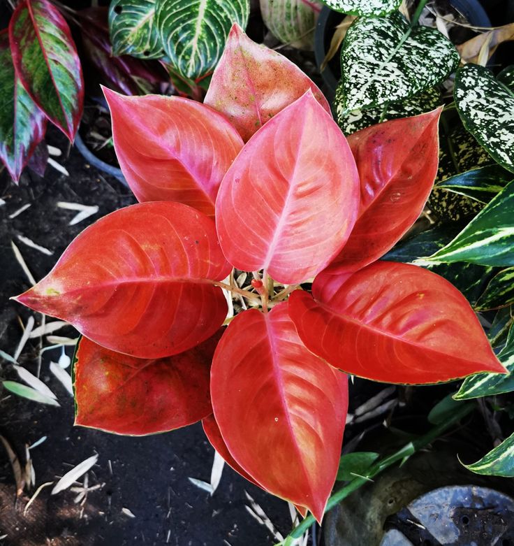 Aglaonema Red Care