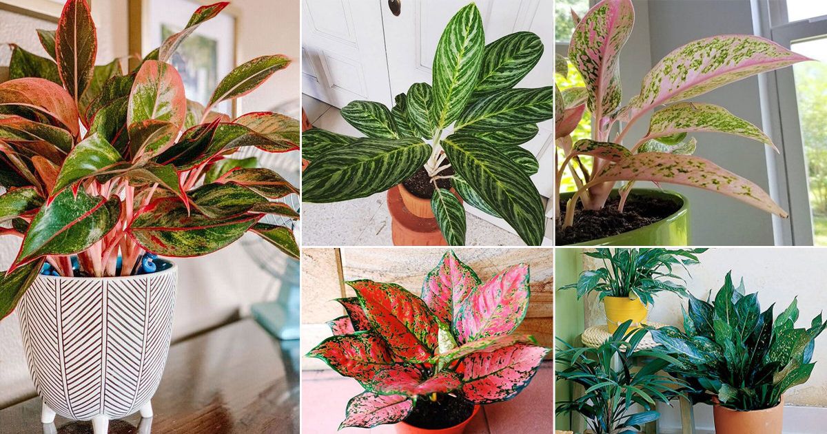 red aglaonema plant care
