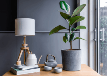 Rubber Plant Losing Leaves