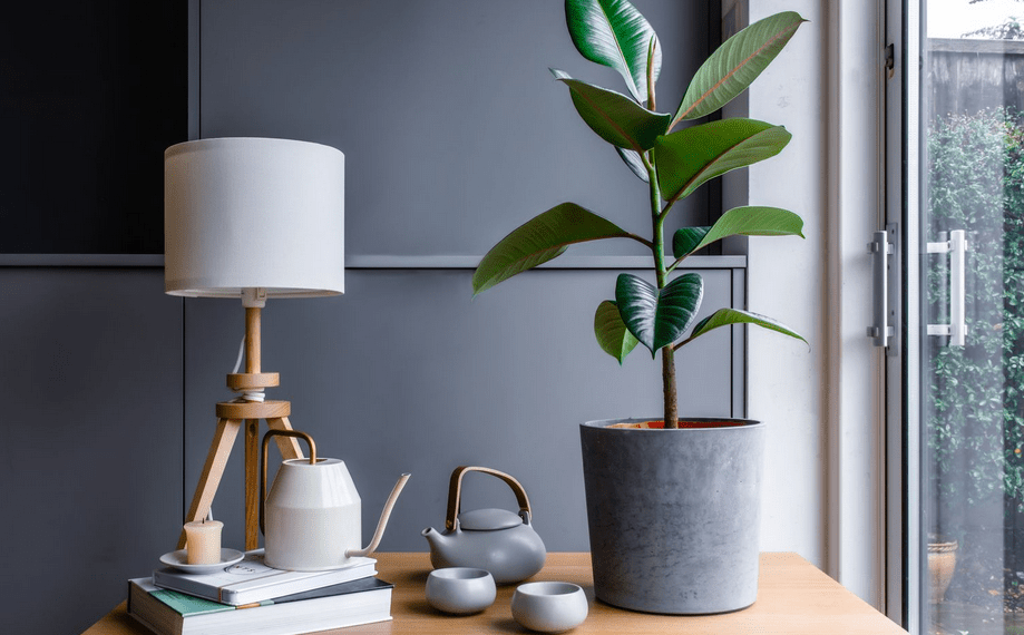 Rubber Plant Losing Leaves