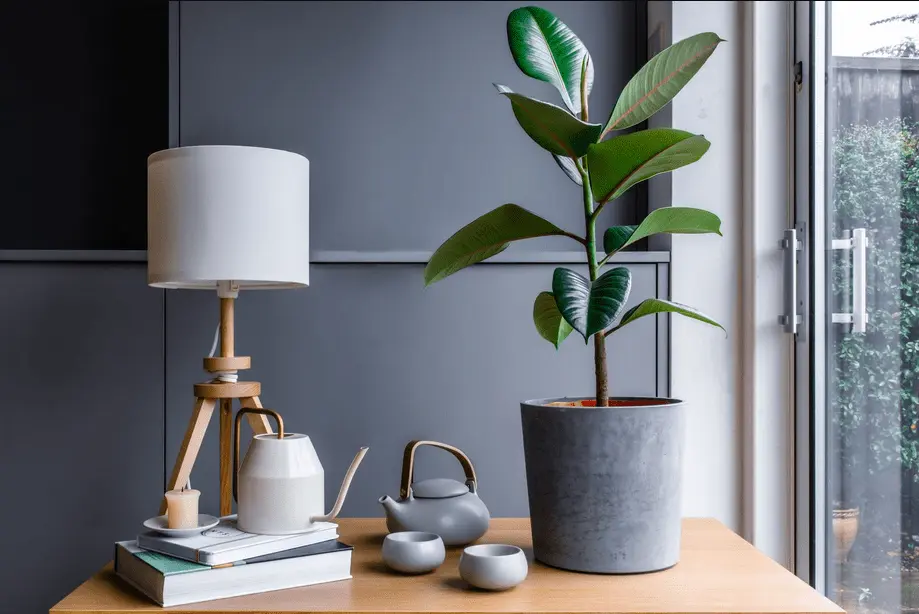 Rubber Plant Losing Leaves