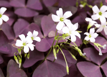 How To Care For Purple Shamrock Plant | Care & Growing Tips