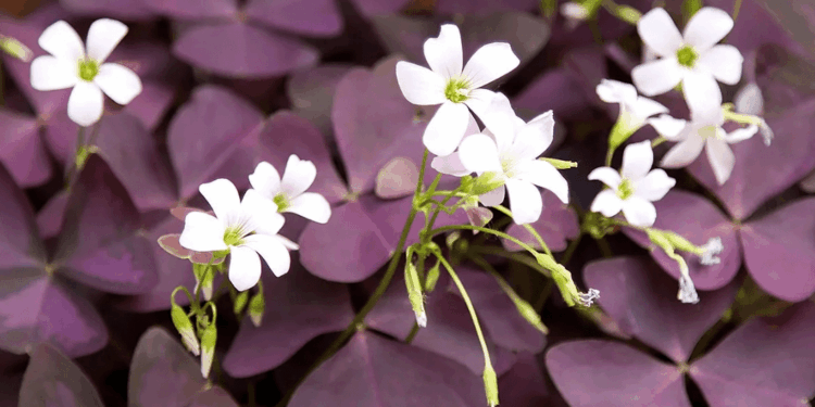 How To Care For Purple Shamrock Plant | Care & Growing Tips