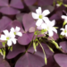 How To Care For Purple Shamrock Plant | Care & Growing Tips