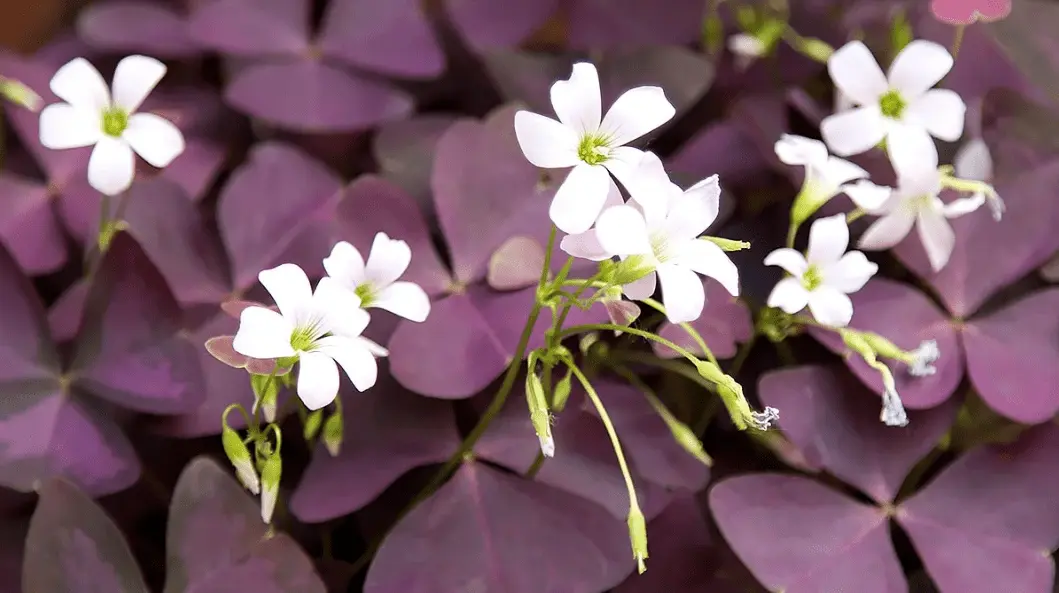 How To Care For Purple Shamrock Plant | Care & Growing Tips
