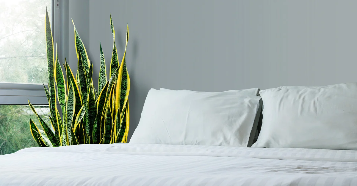 best plant for bedroom feng shui
