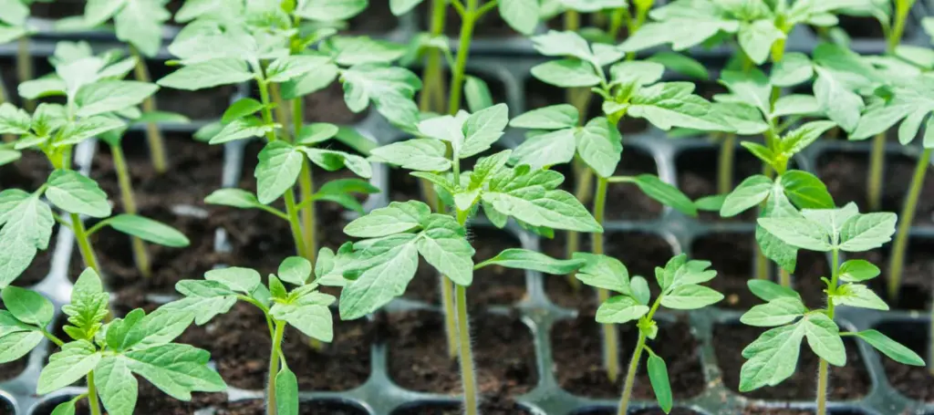 Plant Tomato seedlings