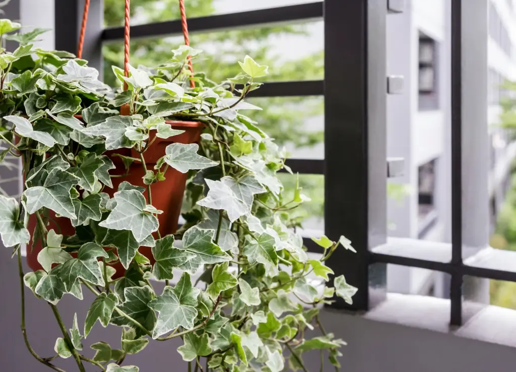 English ivy | plants and feng shui
