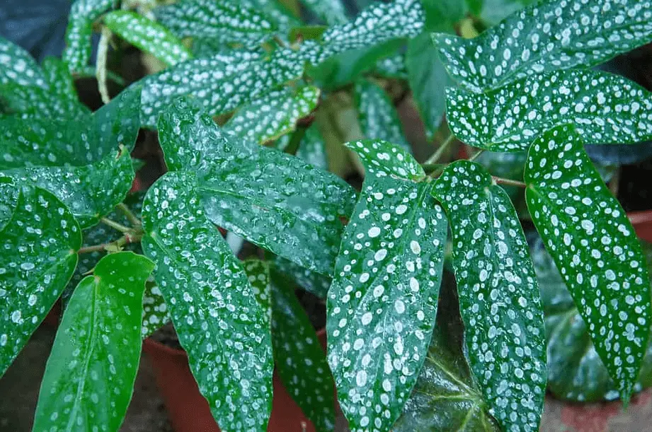 polka dot begonia
