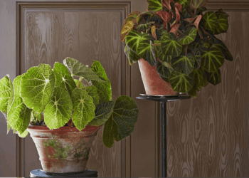 Begonia Maculata Care, Propagation & Varieties | The Best Guide