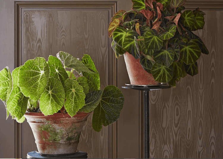 Begonia Maculata Care, Propagation & Varieties | The Best Guide