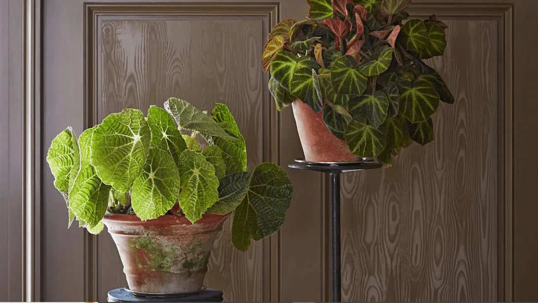 Begonia Maculata Care, Propagation & Varieties | The Best Guide