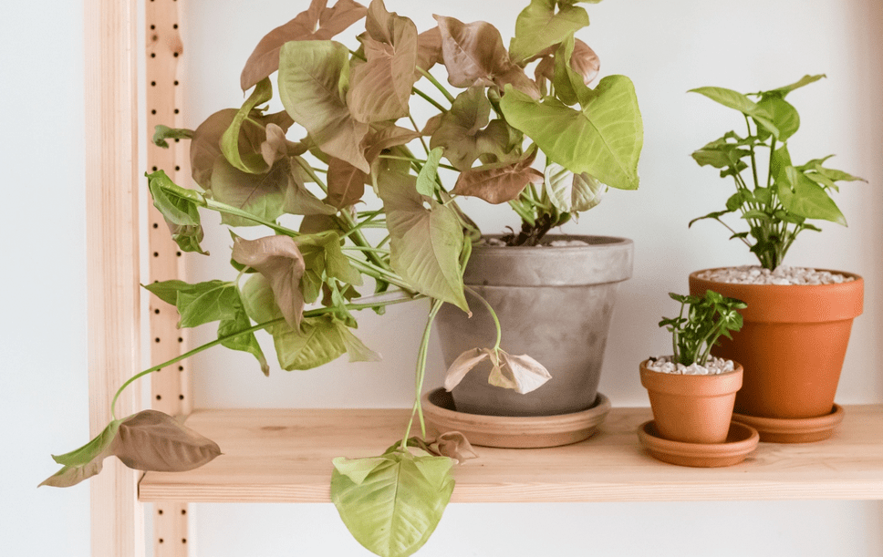 Arrowhead Plant Care 