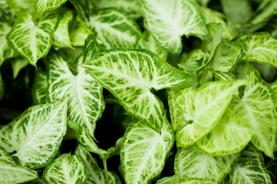 syngonium plant care
