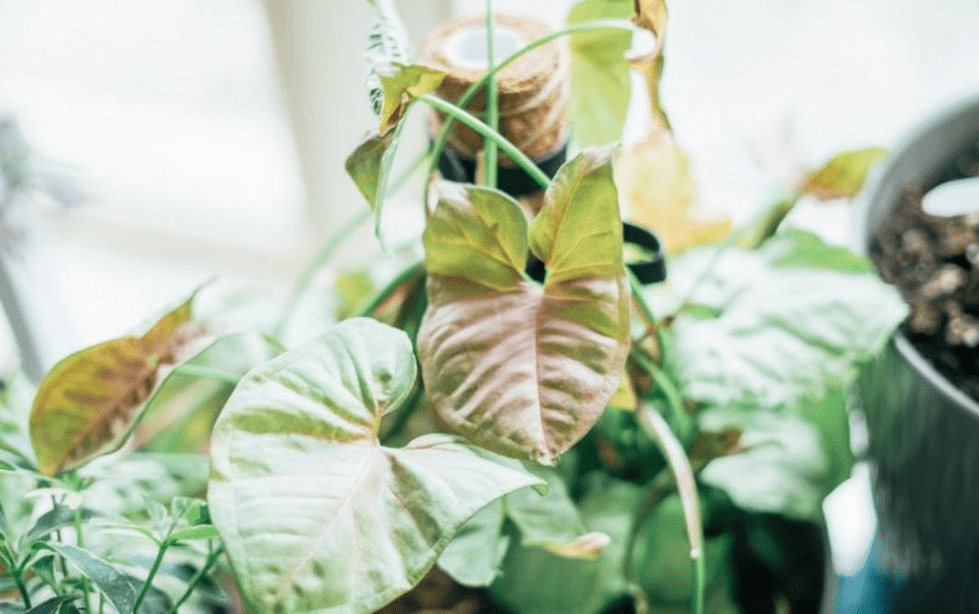 arrow plant care
