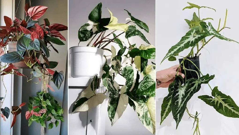 arrowhead plant

