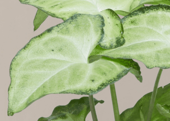 Arrowhead Plant Care | A Simple Indoor Guide