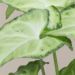 Arrowhead Plant Care | A Simple Indoor Guide 19 Arrowhead Plant Care | A Simple Indoor Guide