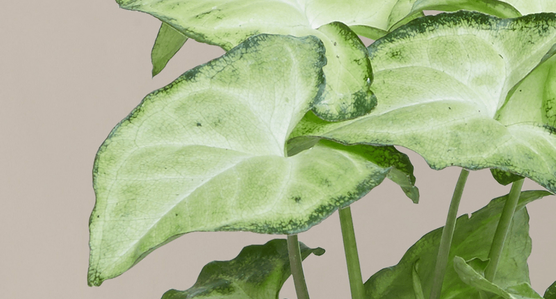Arrowhead Plant Care | A Simple Indoor Guide