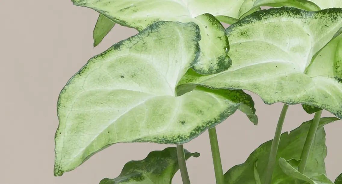 Arrowhead Plant Care | A Simple Indoor Guide