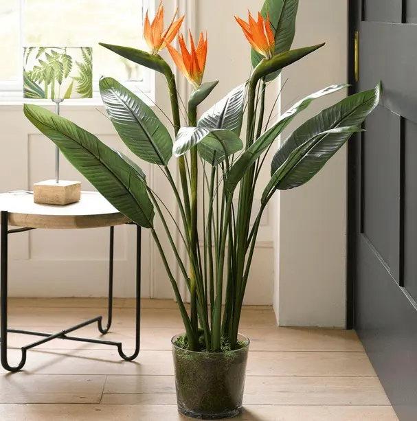 Bird of Paradise Plant Care: Your Ultimate Indoor Guide! 2 Bird of Paradise Plant Care