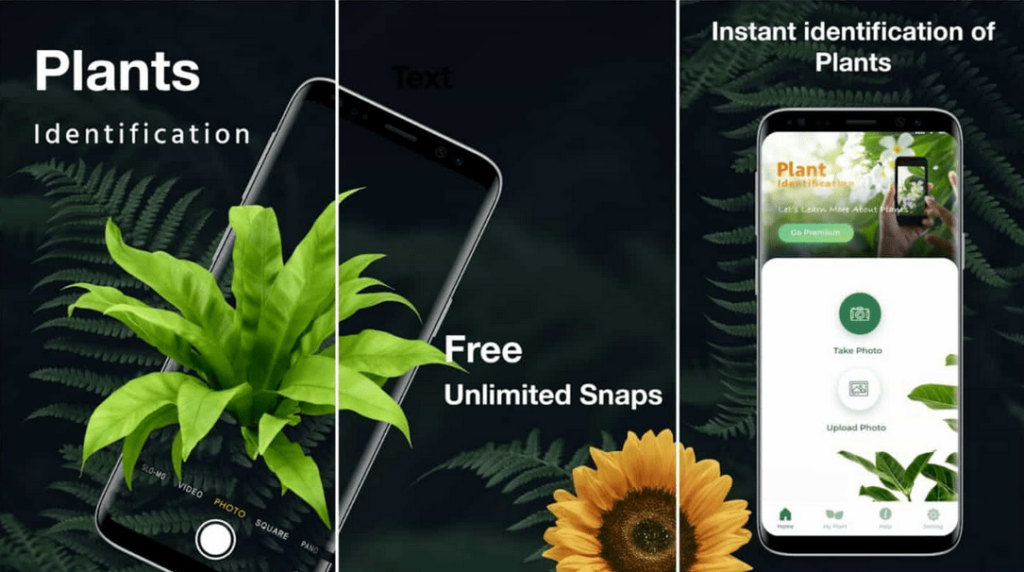 plant identifier by picture
