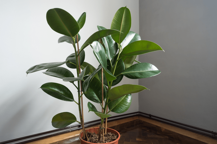 rubber plant lost all leaves
