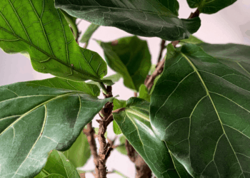 How To Propagate Fiddle Leaf Figs | 3 Methods