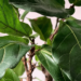 How To Propagate Fiddle Leaf Figs | 3 Methods