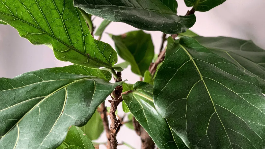 How To Propagate Fiddle Leaf Figs | 3 Methods
