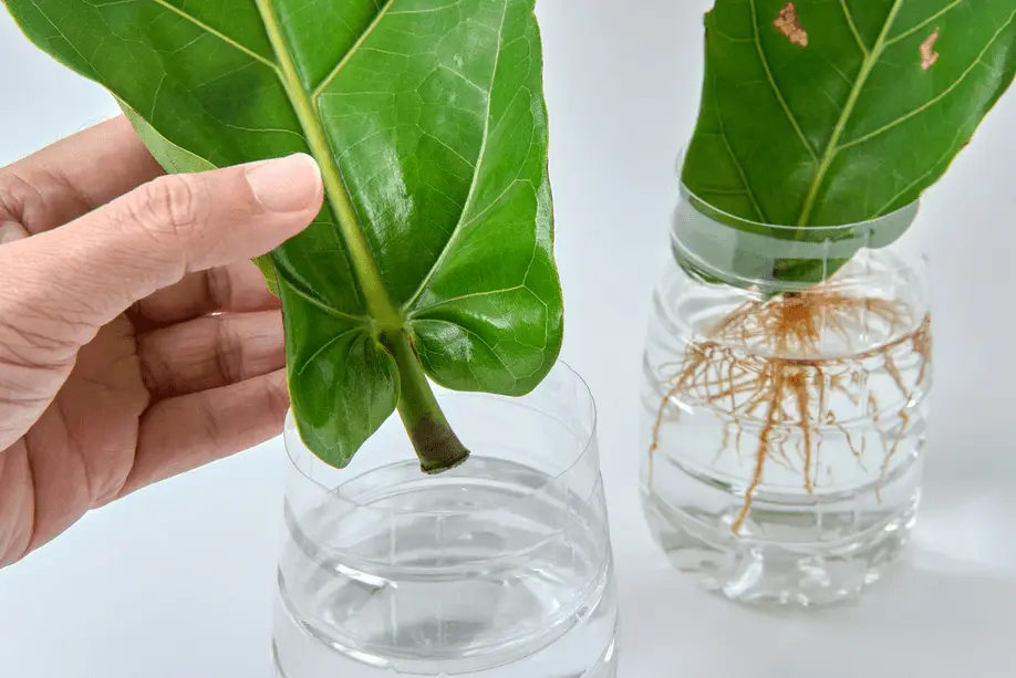 How To Propagate Fiddle Leaf Figs | 3 Methods 2 fiddle leaf fig propagation
