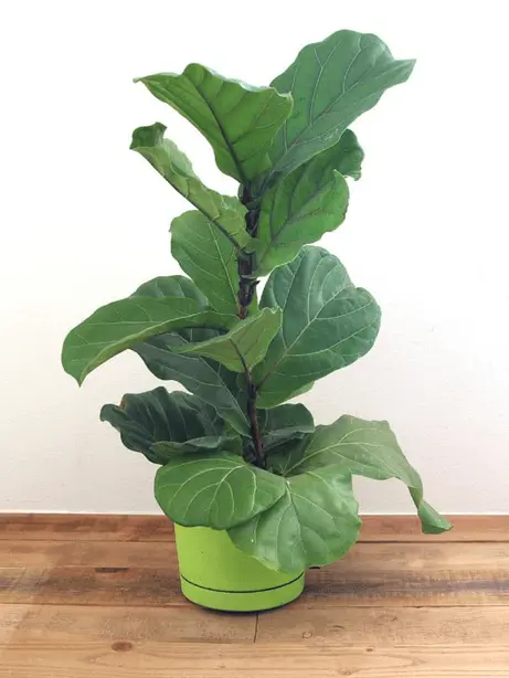 How To Propagate Fiddle Leaf Figs | 3 Methods 4 cutting a fiddle leaf fig