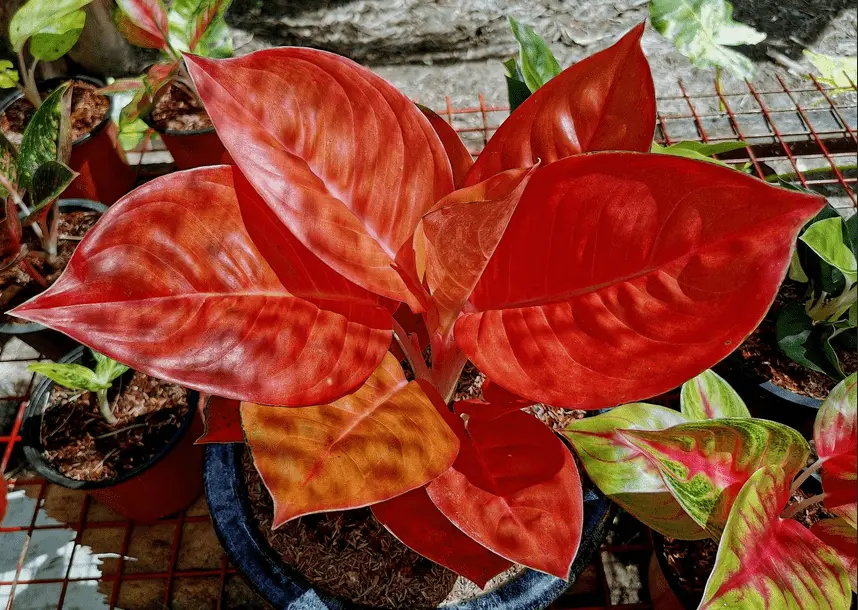 aglaonema siam care

